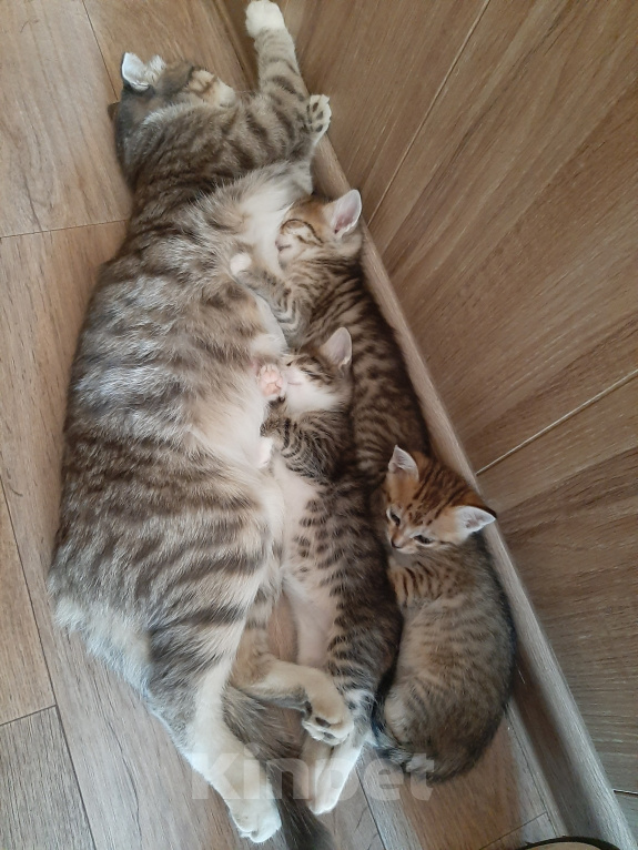 Кошки в Карасук: Отдам 3 кошечки в добрые руки. Девочка, Бесплатно - фото 7