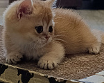 Кошки в Ростове-на-Дону: Британский золотой котенок Мальчик, 23 000 руб. - фото 1