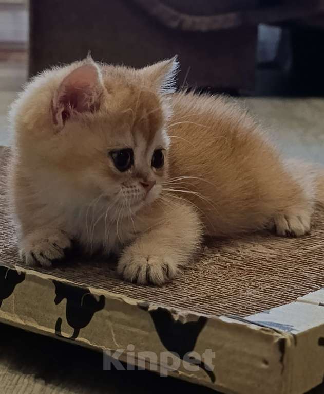 Кошки в Ростове-на-Дону: Британский золотой котенок Мальчик, 23 000 руб. - фото 1