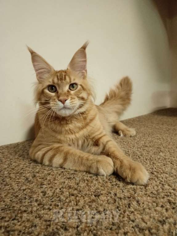 Кошки в Владимире: Кот , мейн-кун , красный тигр Мальчик, 45 000 руб. - фото 5