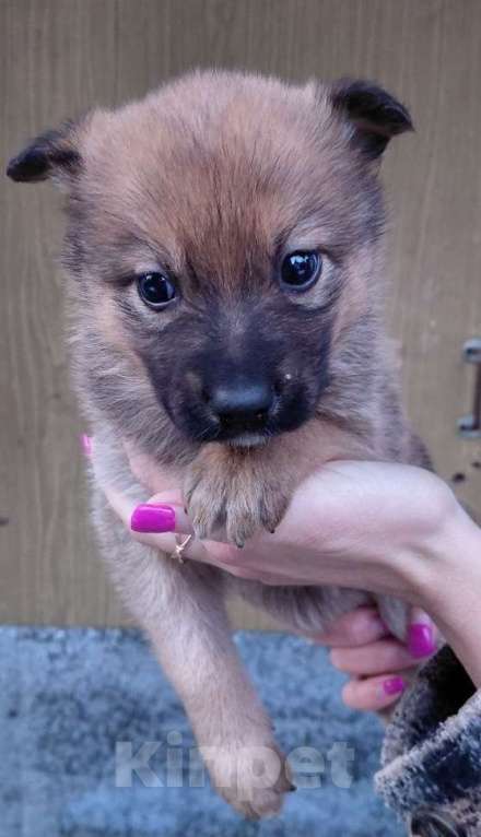 Собаки в Солнечногорске: Отдам щенка в добрые руки Мальчик, Бесплатно - фото 2