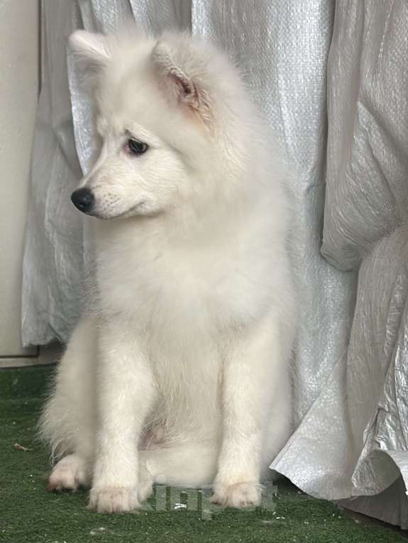 Собаки в Москве: Бисо Родоначальник Из Воронцовского Дворца  Мальчик, 70 000 руб. - фото 4