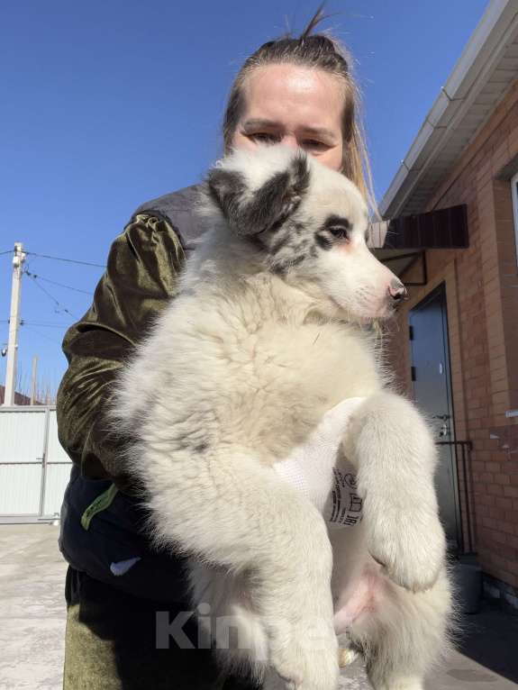 Собаки в Ростове-на-Дону: Щенок Девочка, 60 000 руб. - фото 5