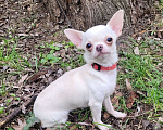 Собаки в Москве: Чихуахуа Девочка, Бесплатно - фото 1