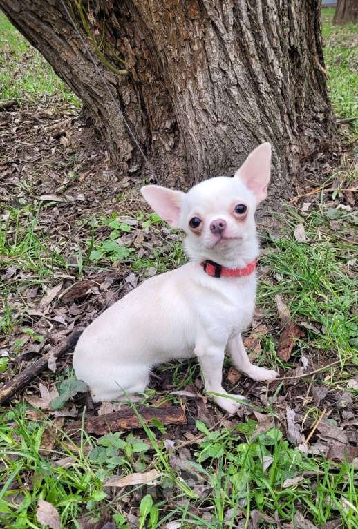 Собаки в Москве: Чихуахуа Девочка, Бесплатно - фото 1