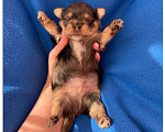 Собаки в Москве: Большой йорк мальчик блю мерле Мальчик, Бесплатно - фото 3