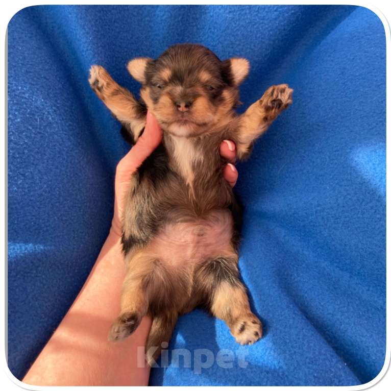 Собаки в Москве: Большой йорк мальчик блю мерле Мальчик, Бесплатно - фото 3