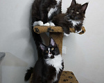 Кошки в Севастополе: Котята Мейн-кун Мальчик, 25 000 руб. - фото 2