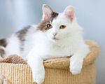 Кошки в Москве: кот Геннадий Мальчик, Бесплатно - фото 6