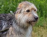 Собаки в Королеве: Малыш Нельсон ждет! Мальчик, Бесплатно - фото 9