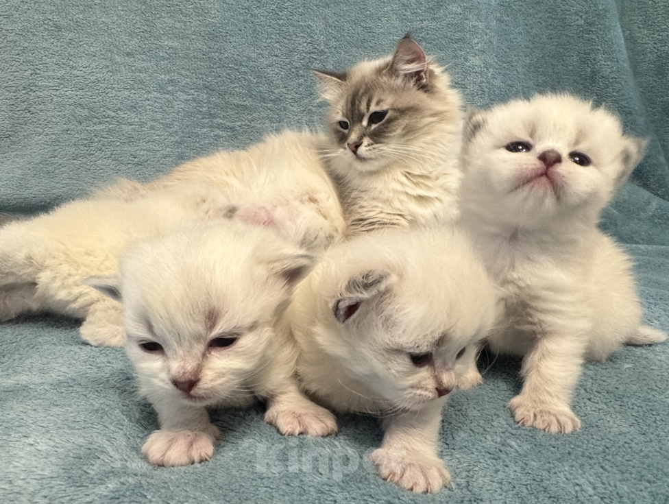 Кошки в Волгограде: Невская маскарадная Девочка, 20 000 руб. - фото 1