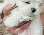 Собаки в Новосибирске: Мальтийская болонка Мальчик, Бесплатно - фото 3