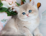 Кошки в Владивостоке: Милый британский котенок Мальчик, 80 000 руб. - фото 2