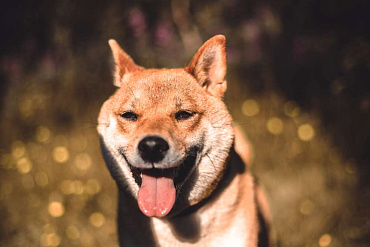 Дземон-сиба