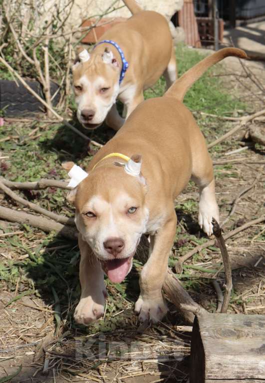 Собаки в Краснодаре: Щенки питбуля Девочка, 80 000 руб. - фото 2