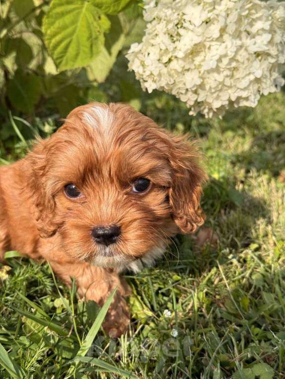 Собаки в Москве: Кавапу щенок девочка Девочка, Бесплатно - фото 10