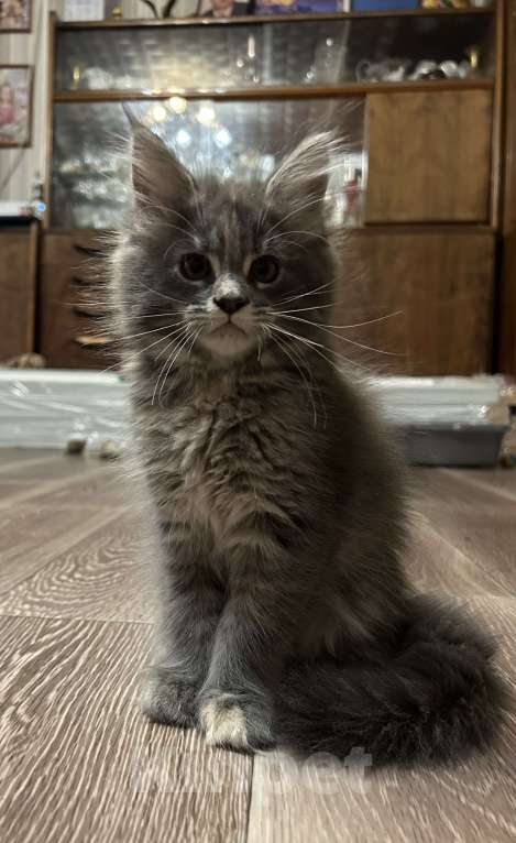 Кошки в Твери: мейн кун от родителей чемпионов породы Девочка, 35 000 руб. - фото 3