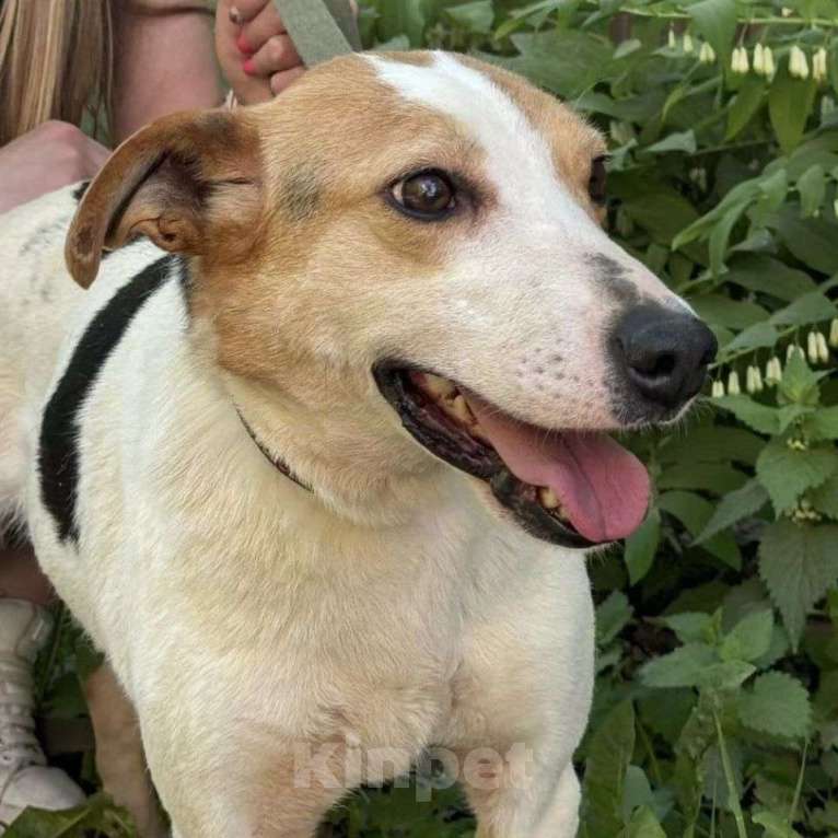 Собаки в Москве: Ласковая девочка метис джек-рассела Девочка, Бесплатно - фото 2