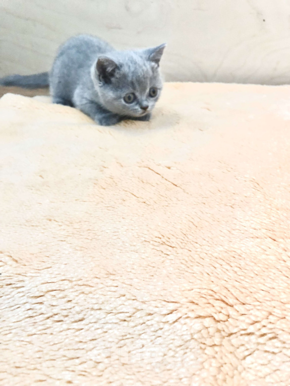 Кошки в Москве: Британские котята Мальчик, Бесплатно - фото 1