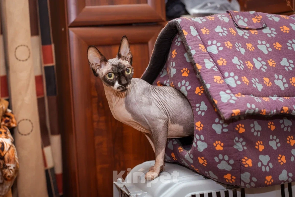 Кошки в Москве: Буся ищет любящую семью Девочка, Бесплатно - фото 2