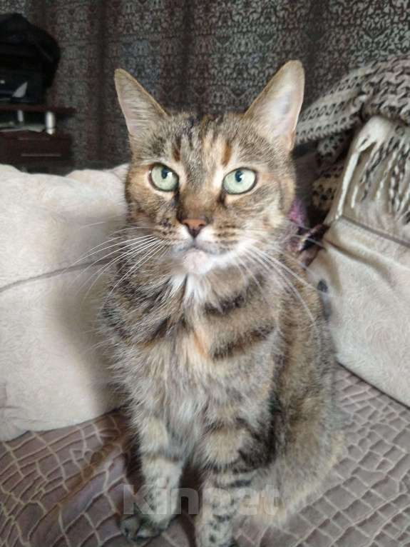 Кошки в Санкт-Петербурге: Кошка в добрые руки Девочка, 10 руб. - фото 6