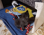 Кошки в Чите: Котята Мальчик, Бесплатно - фото 3