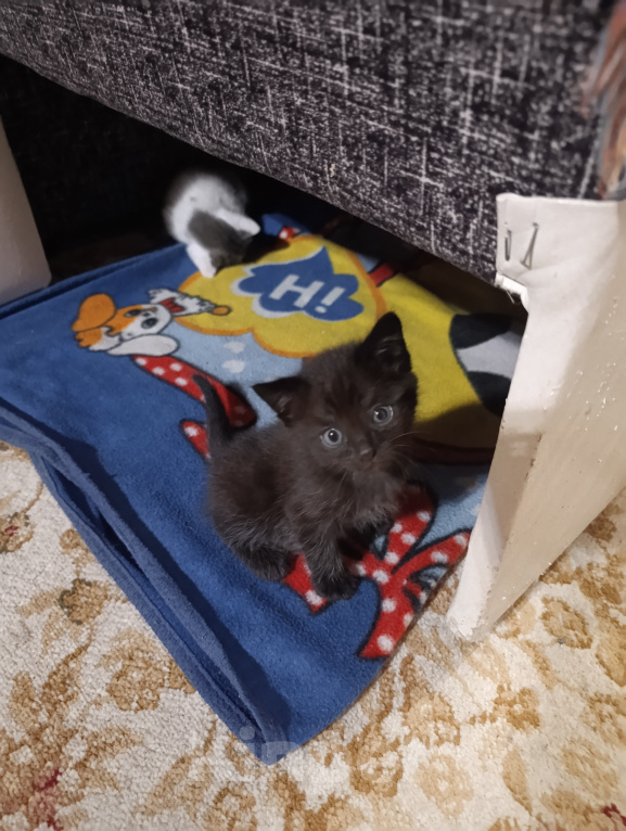 Кошки в Чите: Котята Мальчик, Бесплатно - фото 3