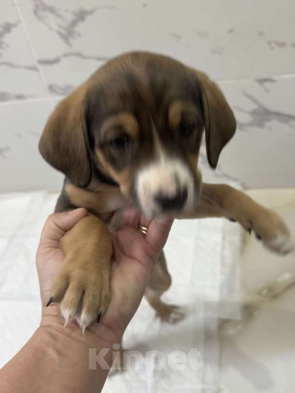 Собаки в Москве: Булочка ищет добрый дом Девочка, Бесплатно - фото 3