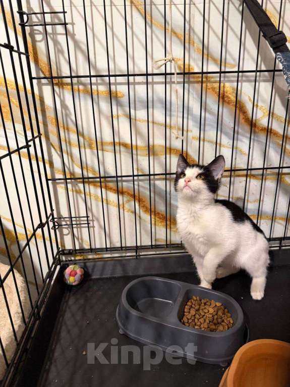 Кошки в Москве: котенок Сирена ищет дом Девочка, Бесплатно - фото 5