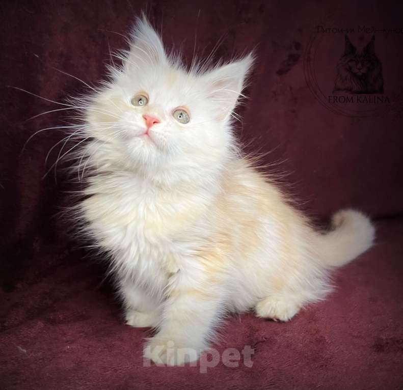 Кошки в Санкт-Петербурге: Котенок мейн-куна  Мальчик, 45 000 руб. - фото 3