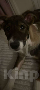 Собаки в Москве: Шикарный малыш (метис Якутской лайки) в поисках своих любящих родителей! Мальчик, Бесплатно - фото 2