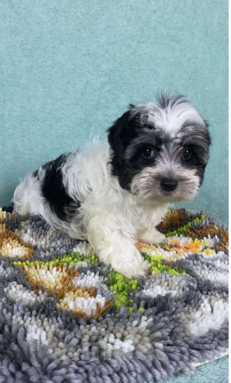 Собаки в Москве: Цветной Йорк - мальчик Мальчик, 40 000 руб. - фото 3