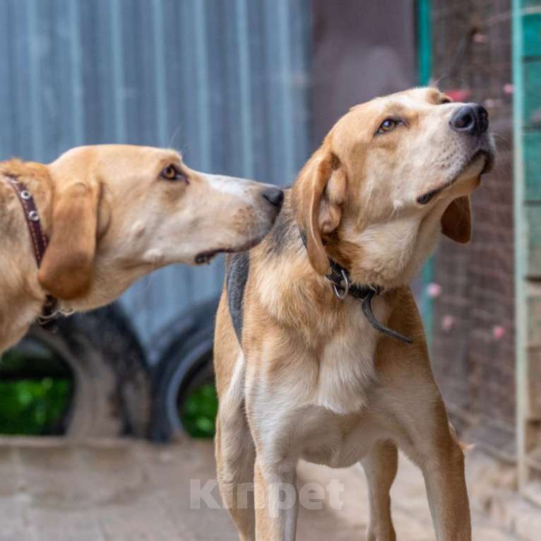 Собаки в Москве: Рафаэль Мальчик, Бесплатно - фото 4