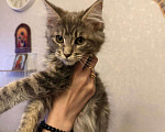 Кошки в Санкт-Петербурге: Котята мейн-кун  Девочка, 35 000 руб. - фото 6
