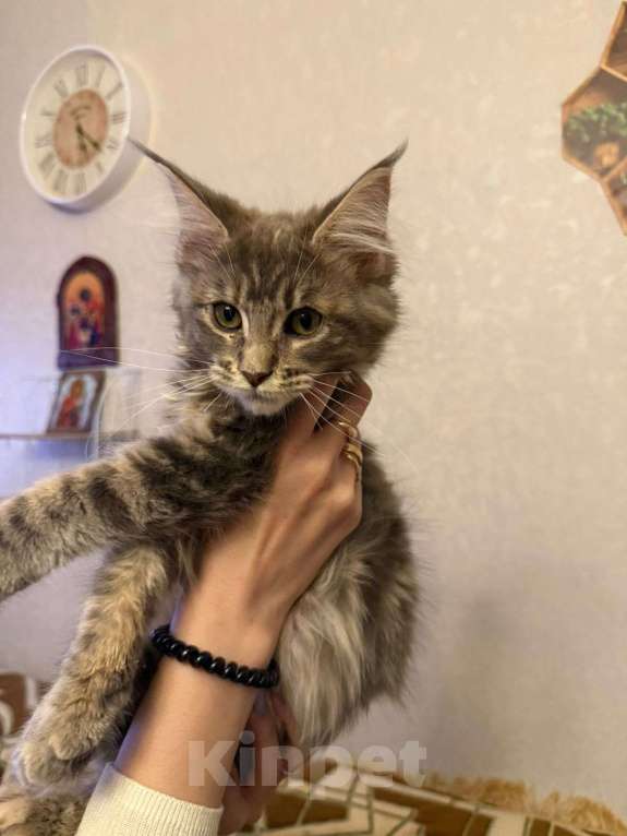 Кошки в Санкт-Петербурге: Котята мейн-кун  Девочка, 35 000 руб. - фото 6