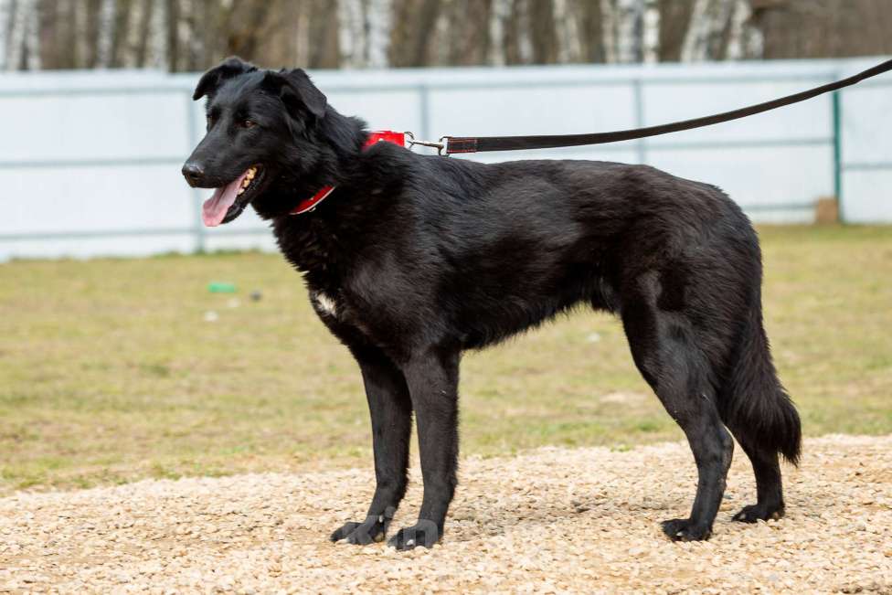 Собаки в Москве: Вальтер Мальчик, Бесплатно - фото 12