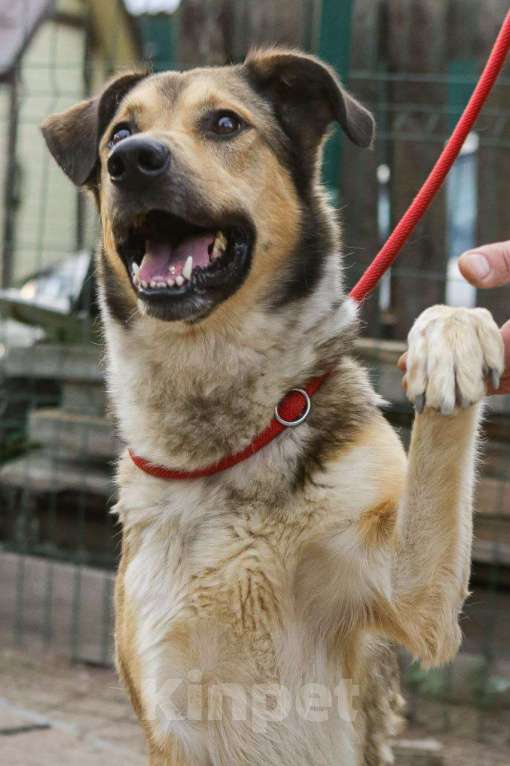 Собаки в Санкт-Петербурге: Добрый, домашний молодой пёс Арчи ищет дом Мальчик, Бесплатно - фото 4