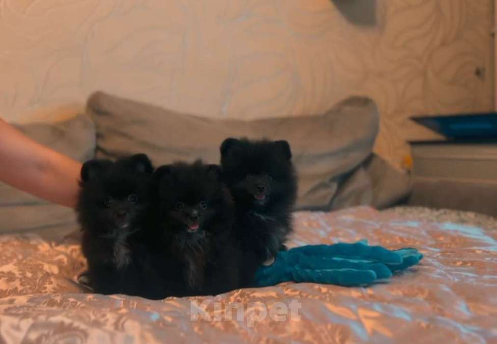 Собаки в Люберцах: Ищут семью 2 девочки и один мальчик  Девочка, 40 000 руб. - фото 6