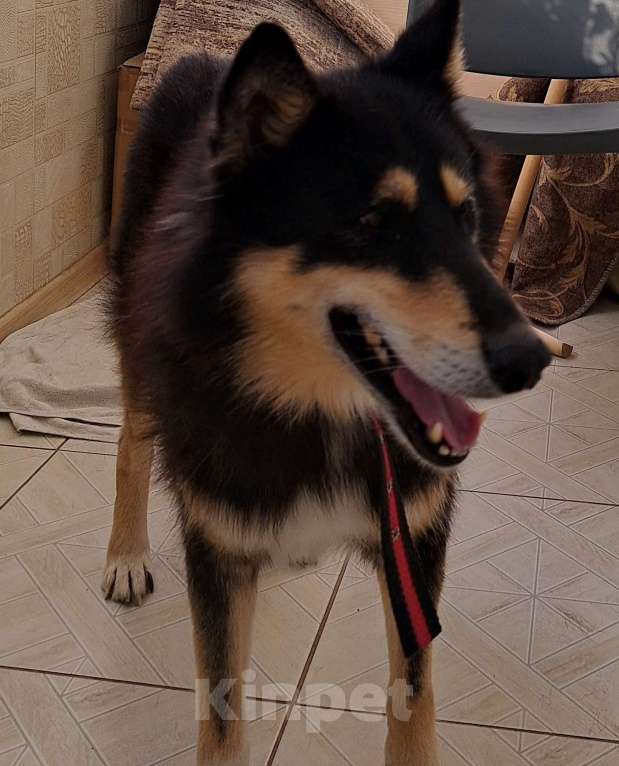 Собаки в Краснодаре: Очень добрый пёс ищет дом. Мальчик, 100 руб. - фото 2