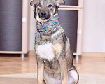 Собаки в Москве: Миниатюрная красотка Лисёна очень хочет найти семью. Девочка, Бесплатно - фото 7
