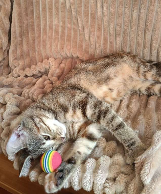 Кошки в Москве: Маленькое чудо ищет дом Девочка, Бесплатно - фото 6