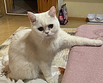 Кошки в других городах Московской области: Потерялся котик Мальчик, Бесплатно - фото 1