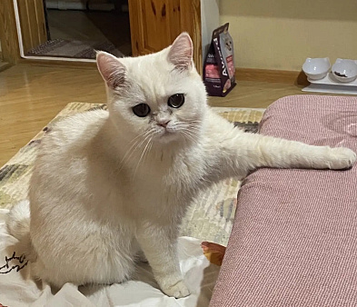 Потерялся котик
