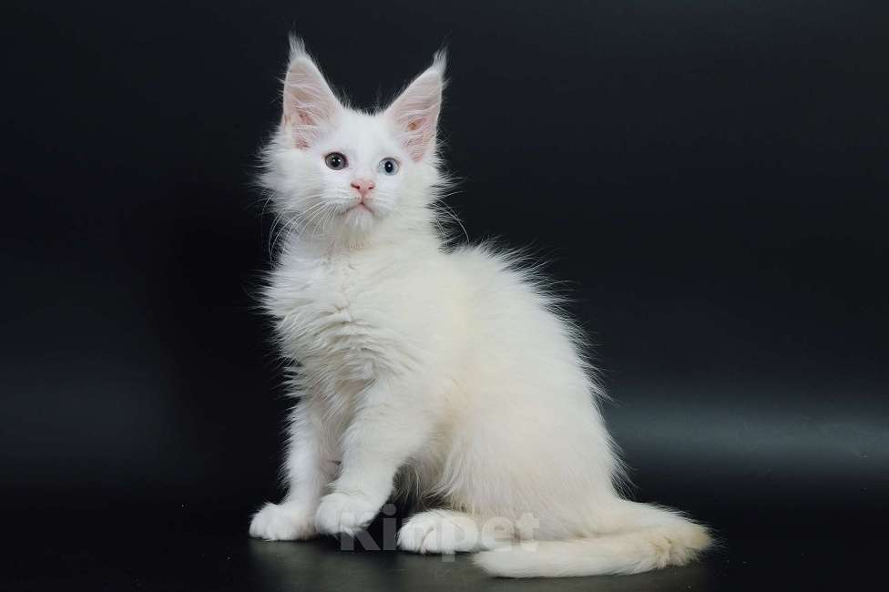 Кошки в Апрелевке: Купить котенка мейн-кун в Москве и области Мальчик, 50 000 руб. - фото 10