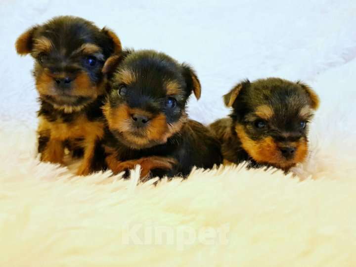 Собаки в Ростове-на-Дону: Йоркширский терьер  Девочка, 25 000 руб. - фото 3