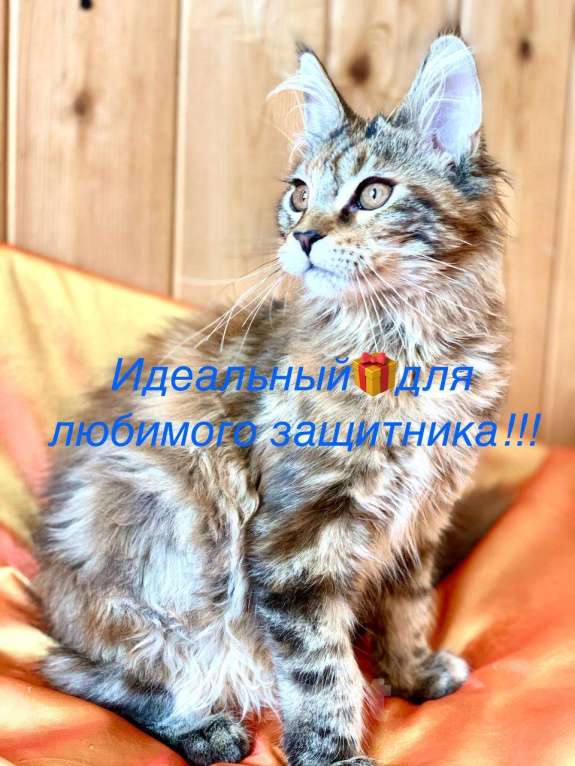 Кошки в Челябинске: КОТЕНОК МЕЙН-КУН ДЕВОЧКА Девочка, Бесплатно - фото 1