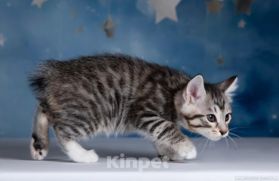 Кошки в других городах Московской области: Котик короткошерстный Мальчик, 50 000 руб. - фото 2