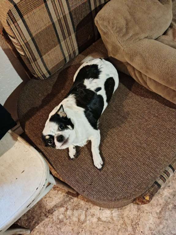 Собаки в других городах Владимирской области: Чихуахуа девочка Девочка, 4 000 руб. - фото 6