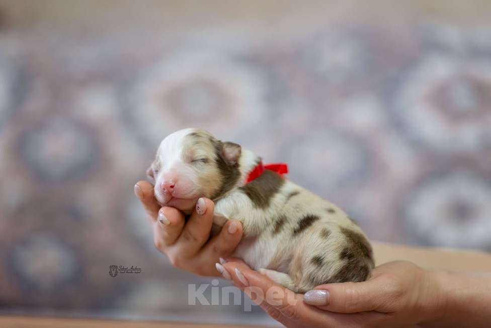 Собаки в Москве: Австралийская овчарка, аусси Девочка, Бесплатно - фото 1