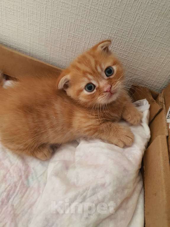 Кошки в Красноармейске: Мальчик Скотиш килт фолт Мальчик, 40 000 руб. - фото 4